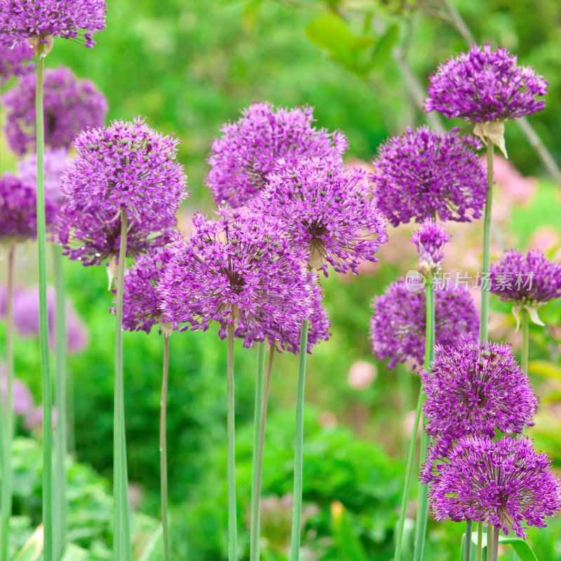 荷兰Allium 'Purple Sensation'(方形成分)- V